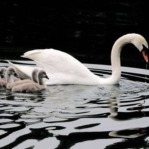 Swan Photograph - Swan Family - Cygnet - Baby Swan - Swan Lake - Wildlife Bird - Waterfowl - Reflections - New York Swan - Nature Photograph