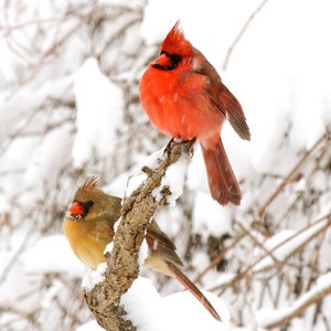 Pair of Cardinals - Winter Snow Storm - Love Birds - Birds in Snow Storm - Nature Photograph - N Y Cardinal - Wall Art - Bird Photography