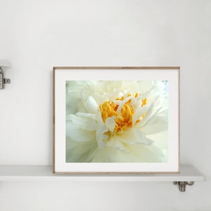 Peony Photography Flower Art Light Ivory White Elegant Flower Floral Wall Decor Peony Flower New York Peony Nature Photograph image 10