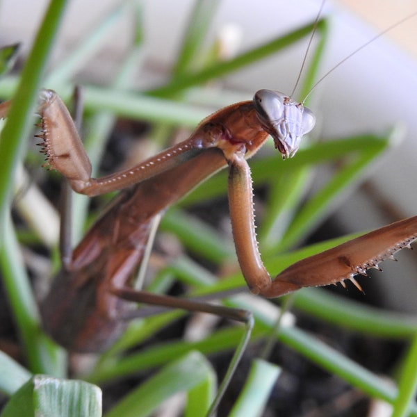 Praying Mantis Photograph - Insect - Bug - Wall Decor - Funny Insect - Nature - Wildlife - Insect Art - Garden Scene - Insect Photograph