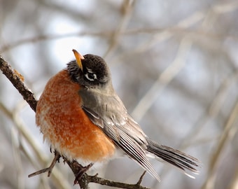 Cute Robin - Winter Bird - Bird Art - Male Robin - Winter Nature Scene - Nursery Wall Decor - Bare Tree - Home Decor - Bird Photography