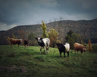 Cow Photograph: Country Farm Landscape Art Print