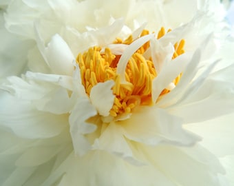 Peony Photography - Flower Art - Light Ivory White - Elegant Flower - Floral Wall Decor - Peony Flower - New York Peony - Nature Photograph