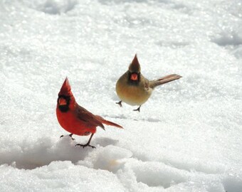 Cardinals Photograph - Winter Bird Art - Winter Nature Scene - Lovely Bird - New York Red cardinal - Snow and Birds Art - Bird Photograph