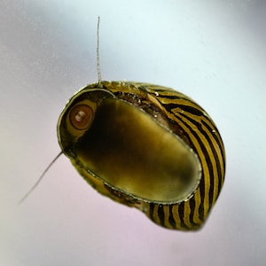 Nerite Snail Photograph - Freshwater Aquarium Snail - Pet Snail - Wall Decor - Nature - Snail Fine Art Print - Snail Photography