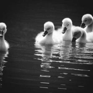 5 Cygnets - Baby Swan - Nursery Wall Art - Baby Animal - Cygnet Photograph - Lake Scene -  Cute - Bird - Tenderness - Nature Photography