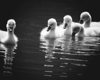 5 Cygnets - Baby Swan - Nursery Wall Art - Baby Animal - Cygnet Photograph - Lake Scene -  Cute - Bird - Tenderness - Nature Photography