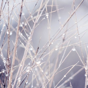 Raindrop Photography Print: Dewy Grass, Pastel Abstract Wall Art