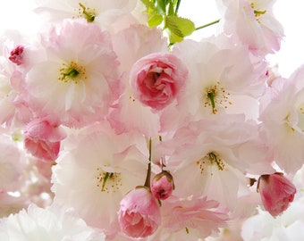 Cherry Blossom Photography - Botanical Art - Pink Tenderness  Fresh Sakura Flower - Wall Decor - Nursery Wall Art - Nature Flower Photograph