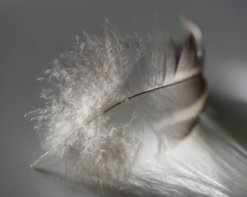 Fluffy Nature Photography - Wall Decor Feather Photograph Feather Fine Art