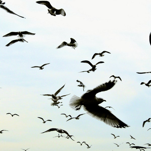 Oiseaux en vol - décoration murale - art de la nature - scène de ciel de plage - photographie d'oiseaux - Happy Birds - plage de Coney Island NY - photographie de nature