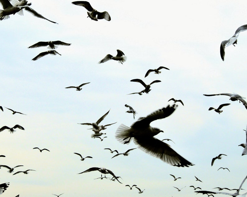 Oiseaux en vol décoration murale art de la nature scène de ciel de plage photographie d'oiseaux Happy Birds plage de Coney Island NY photographie de nature image 1