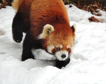 Red Panda Photograph - Snowy Winter - So Cute - Animal Art - Nursery Wall Art - Kid's Room Decor - Animal Wall Decor - Animal Photograph