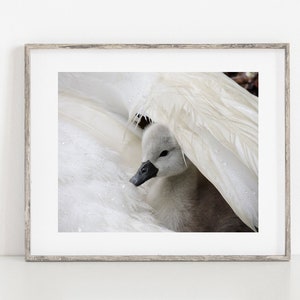 Swan Photograph Baby Swan Cygnet It's Raining Cygnet With Swan 2 days old Cygnet Baby Animal Nature Cute Tenderness Bird image 8