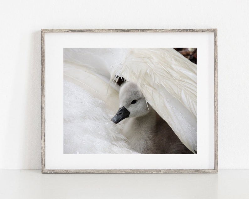 Swan Photograph Baby Swan Cygnet It's Raining Cygnet With Swan 2 days old Cygnet Baby Animal Nature Cute Tenderness Bird image 8