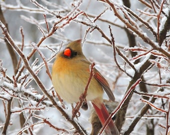 Cardinal Photography - Icy Tree - Female Cardinal - Nature Art - Bird Art - Winter Bird - New York Cardinal - Wall Decor - Bird Photograph