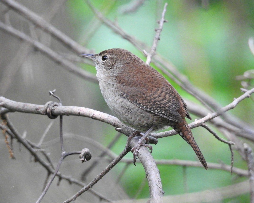 House Wren Photograph: Tiny Brown Bird Nature Wall Art