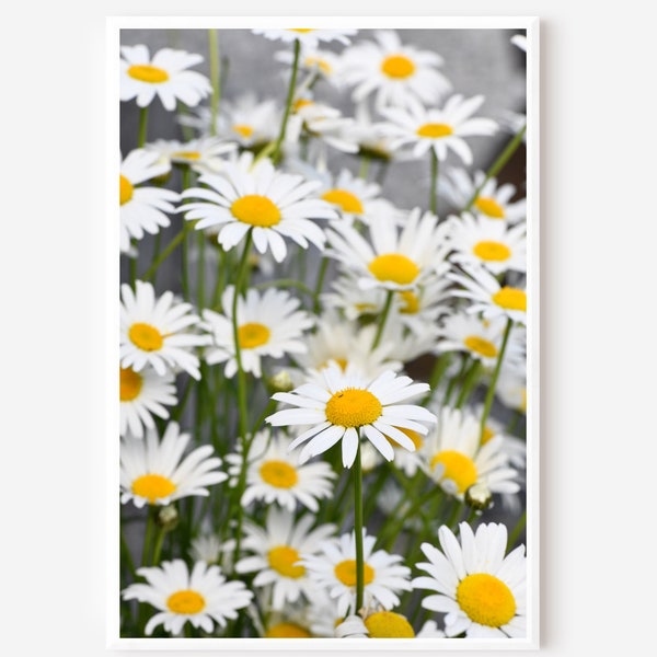 Flower Photograph - Daisy Flower Fine Art - Floral Wall Decor - Nature Flower - White Daisy - Blooming Daisy - NY Daisy - Daisy Photography
