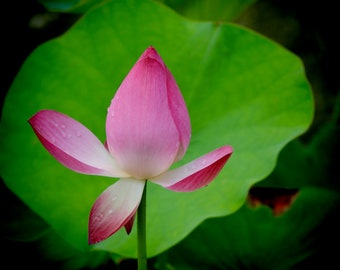 Pink Lotus Bud Fine Art Photography Print: Morning Dew