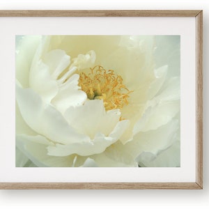 Elegant White Cream Peony Spring Flower Nature Art Blooming Peony Wall Decor Botanical Art Print Flower Art Nature Photography image 3