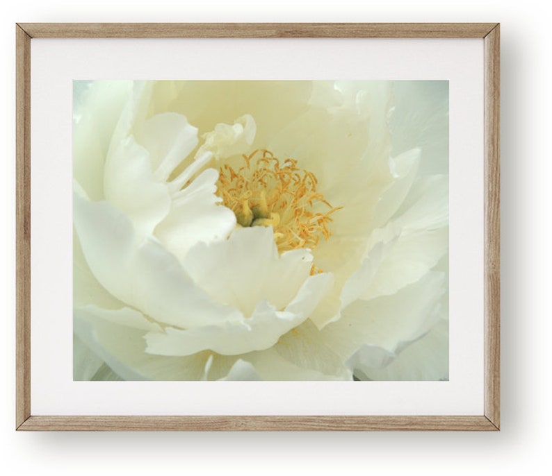 Elegant White Cream Peony Spring Flower Nature Art Blooming Peony Wall Decor Botanical Art Print Flower Art Nature Photography image 3