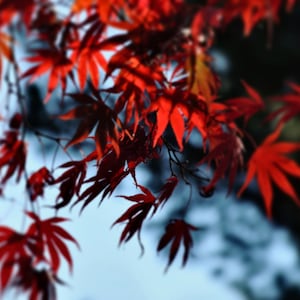 Japanese Maple Tree Photography: Red Autumn Leaves Wall Art