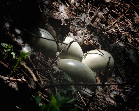 egg-photograph-swan-eggs-swan-nest-nature-eggs-wild-etsy
