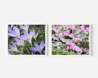 Flower Photograph - Beautiful Spring Flower - Wall Decor - Early Crocus - Eastern Sowbread - Set of 2 Flower Photographs - Nature Flower