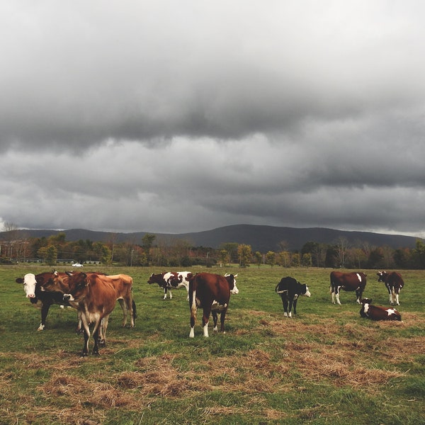 Farm Photograph - Cow Farm - Country Scene - Beautiful Landscape - Mountainside - Cloudy Autumn - Barnyard - Nature Art - Animal Photography