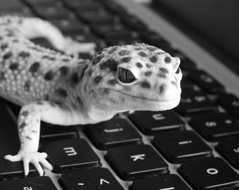 Gecko Photography - Animal Art - Kid's Pet - Animal Wall Decor - Reptile - Leopard Gecko - Lizard - Wall Art - Animal Photograph