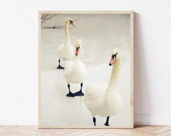 3 cygnes d'hiver - photographie de cygne - scène de lac en hiver - promenade sur le lac glacé gelé - oeuvre d'art murale pour chambre d'enfant - amoureux des cygnes - animal - oiseau - nature