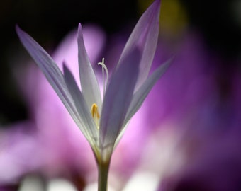 Flower Photograph - Autumn Crocus  Flower - Beautiful Bloom - Lavender-pink Crocus - Beauty of Nature - Wall Decor - Nature Photography