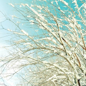 Snowy Winter Tree Art Print: Nature Photography Wall Decor