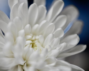 Flower Photography - White Chrysanthemum - Nature Flower - Floral Wall Decor - Flower Fine Art - New York MUM - Soft - Macro Photography