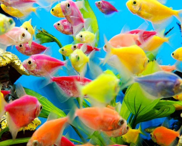 Small colorful freshwater aquarium cheap fish