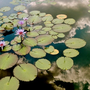 Nature Photograph - Reflection on Water Lily Pond - Wall Decor - Garden - Botanic Art - Water Lily - Cloud - Lily Pad - Flower Photography