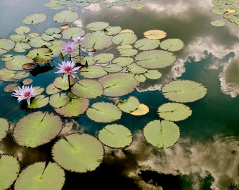 Photographie de nature - reflet sur l'étang de nénuphars - décoration murale - jardin - art botanique - nénuphar - nuage - nénuphar - photographie de fleurs