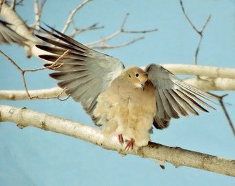 Angel Bird - Mourning Dove - Bird Art - Nursery Wall Decor - Winter Bird - Cute - Baby Blue Sky - Tree Art - Nature Art - Bird Photograph