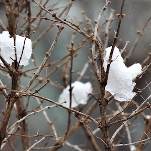 Winter Tree Photography Print: Bare Branches, Snow Scene