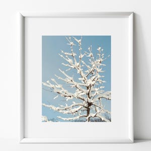 Snowy Elm Tree Photography Print: Winter Landscape Wall Art