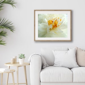 Peony Photography Flower Art Light Ivory White Elegant Flower Floral Wall Decor Peony Flower New York Peony Nature Photograph image 3