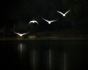 Reflections of Flight - Swan Lake - Nature Art - White Swans - Landscape - Bird (Animal) Photography - Wall Decor - Nature Photograph - Swan