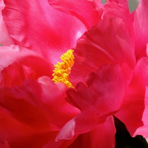 May include: A close-up of a vibrant pink peony flower with a bright yellow center. The petals are soft and delicate, creating a beautiful floral image.
