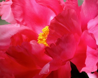 Red Peony Photograph: Romantic Floral Botanical Wall Art