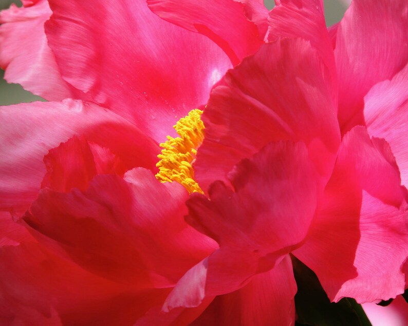 May include: A close-up of a vibrant pink peony flower with a bright yellow center. The petals are soft and delicate, creating a beautiful floral image.