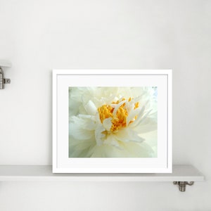 Peony Photography Flower Art Light Ivory White Elegant Flower Floral Wall Decor Peony Flower New York Peony Nature Photograph image 6