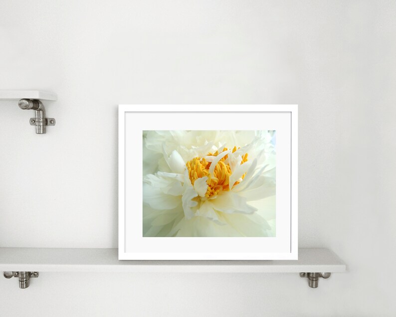 Peony Photography Flower Art Light Ivory White Elegant Flower Floral Wall Decor Peony Flower New York Peony Nature Photograph image 6