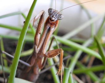 Praying Mantis Photograph - Insect - Bug - Wildlife - Funniest Praying Mantis - Garden Scene - Wall Decor - Nature - Insect Photography