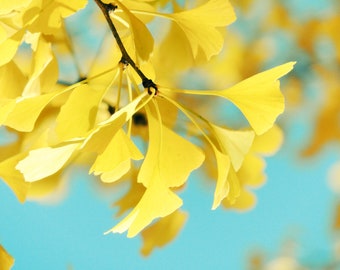 Yellow Autumn - Gingko Leaves - Nature Art - Autumn Photograph - Wall Decor - Elegant Ginkgo - Golden Yellow Leaves - Nature Photograph