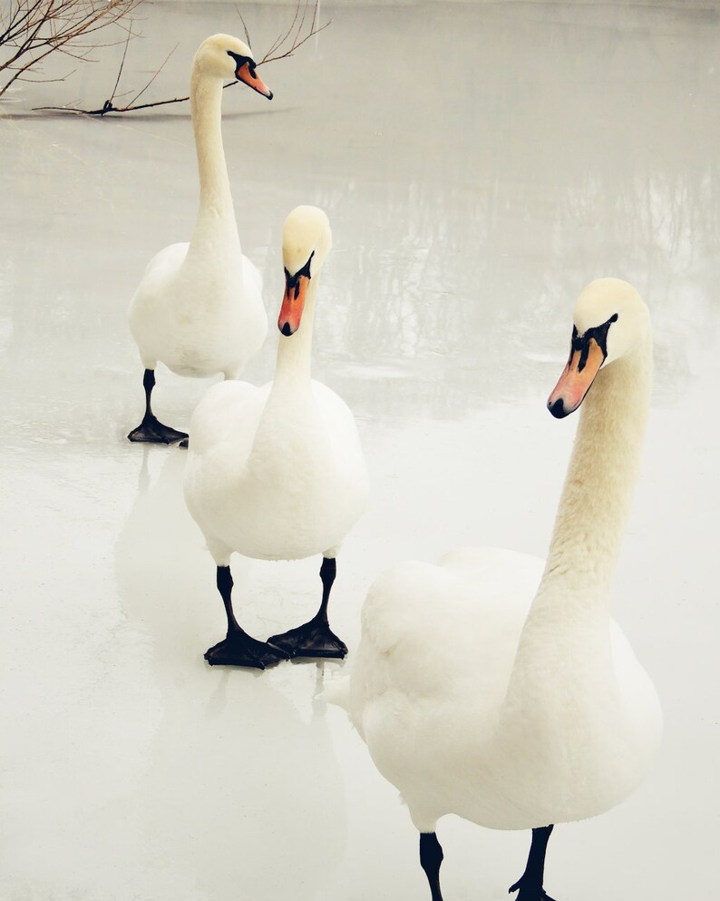 3 Winter Swans Swan Photography Winter Lake Scene Walk on Frozen Icy Lake Nursery Wall Art Swan Lovers Animal Bird Nature image 2